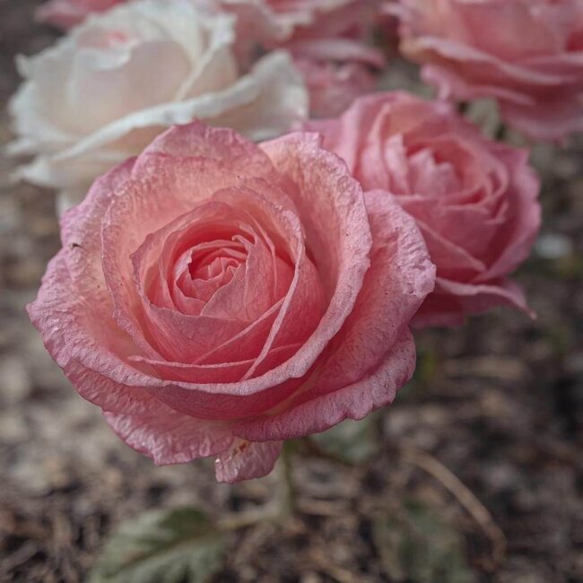 Róże i harmonijne kompozycje kwiatowe